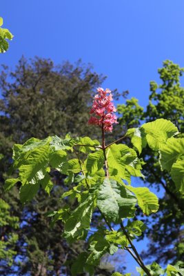 Aesculus x carnea 'Briotii' - jírovec plěťový - květ a listy